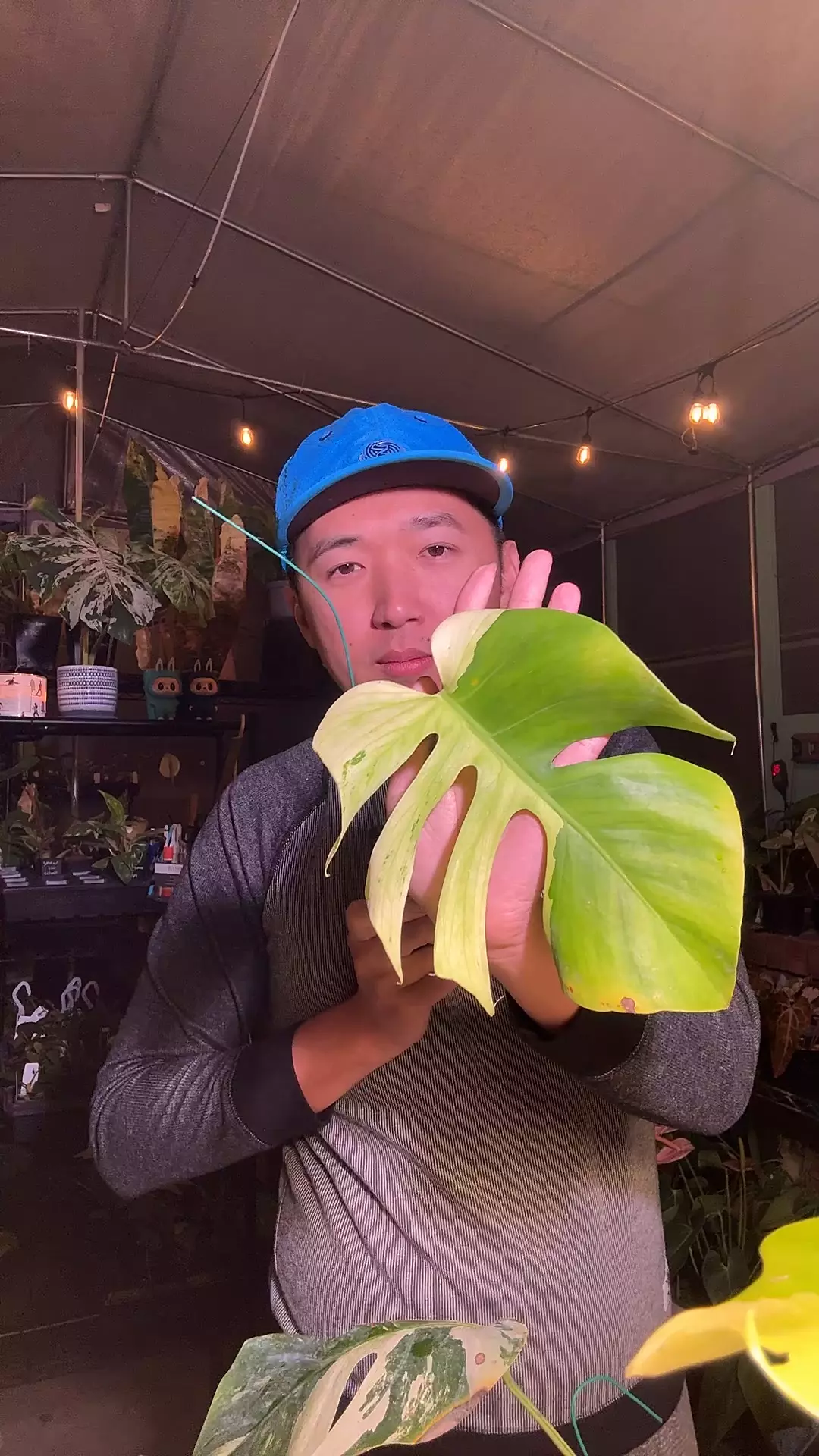 plant/5845 monstera Lime Light top cut-0