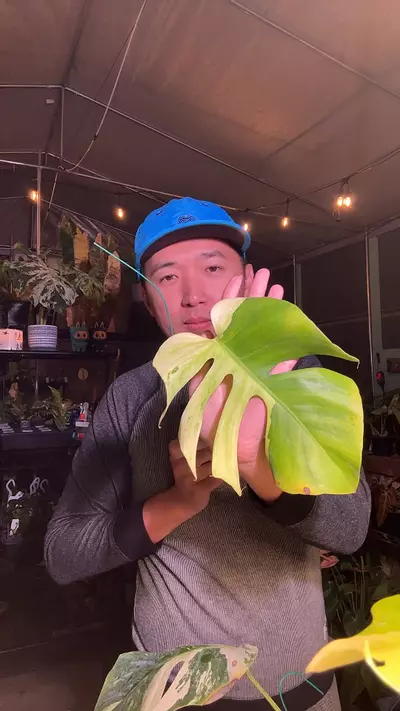 plant/5845 monstera Lime Light top cut-0-thumbnail