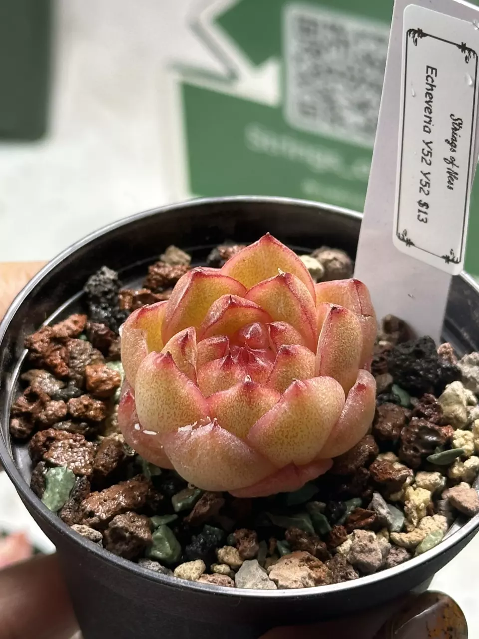 plant/Echeveria Y52 Y52-0