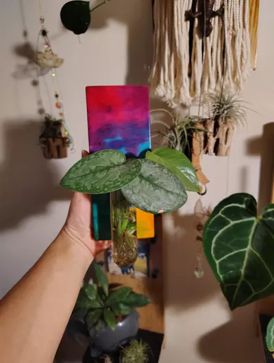 plant/tie dye prop tube-1-thumbnail