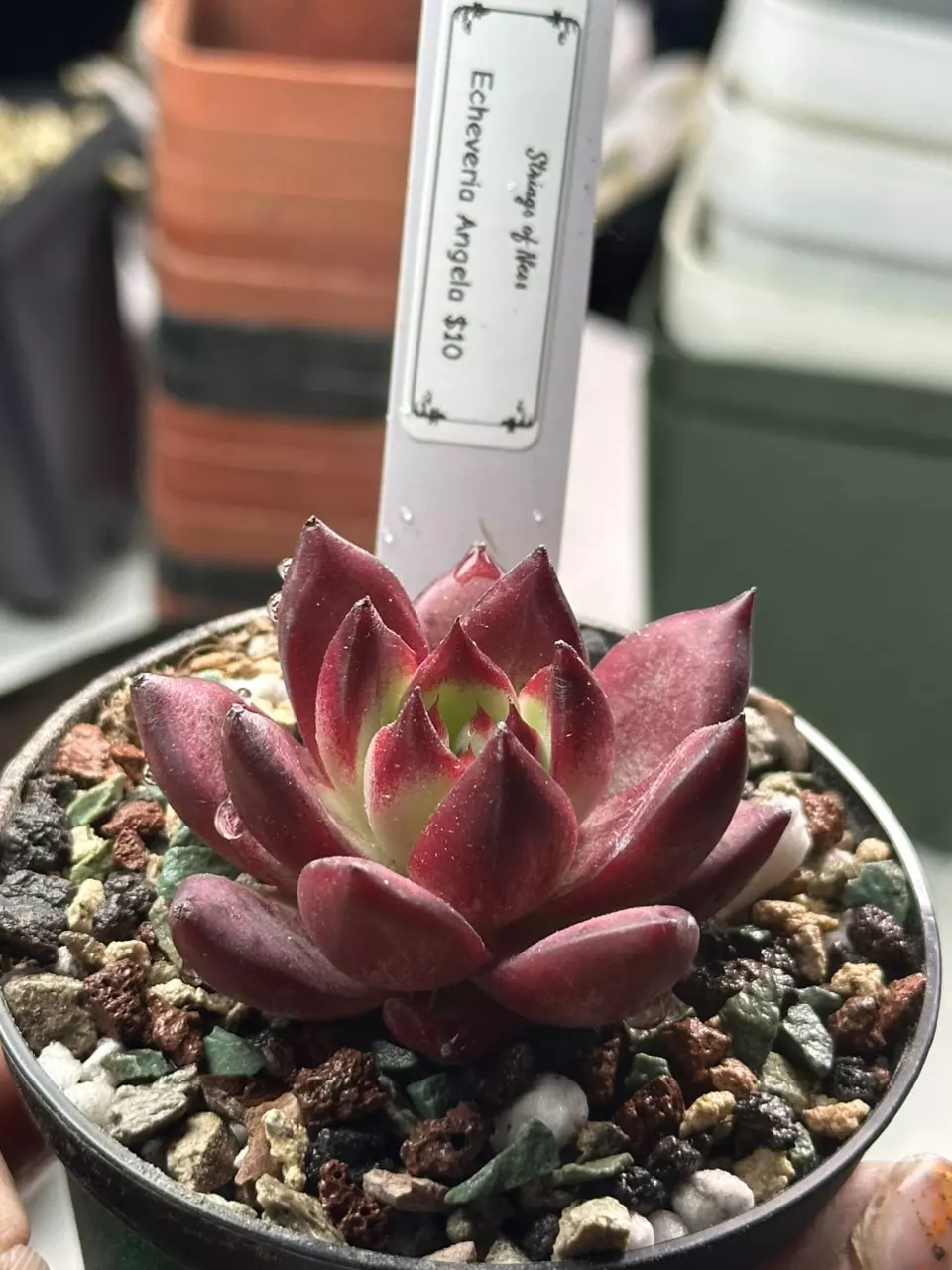 plant/Echeveria Angela GC-0