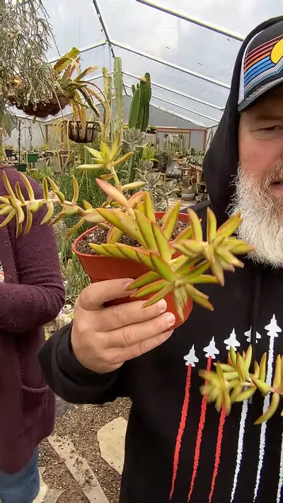 plant/Sedum Adolphi, Variegated 6”-0-thumbnail