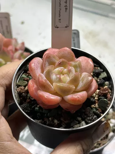 plant/Echeveria Crystal Pomelo-0-thumbnail