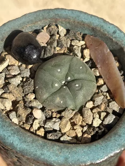 plant/lil banger pot combo-2-thumbnail