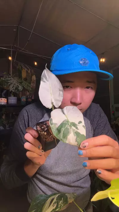 plant/5846 Regal Shields Albo with hints of lavender-0-thumbnail