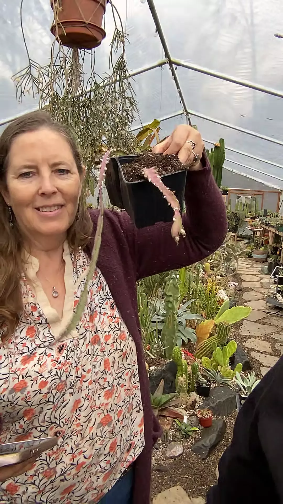 plant/Lepismium Cruciforme 5”-0