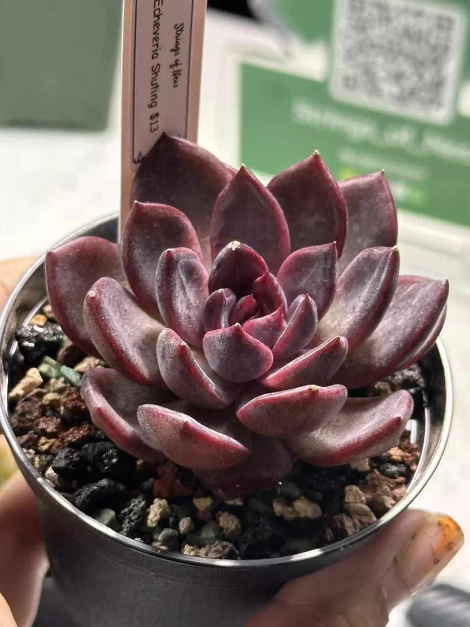 plant/Echeveria Shuting-0