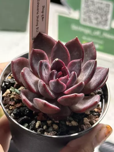 plant/Echeveria Shuting-0-thumbnail