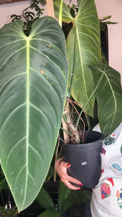 plant/0956 philodendron melano-0-thumbnail