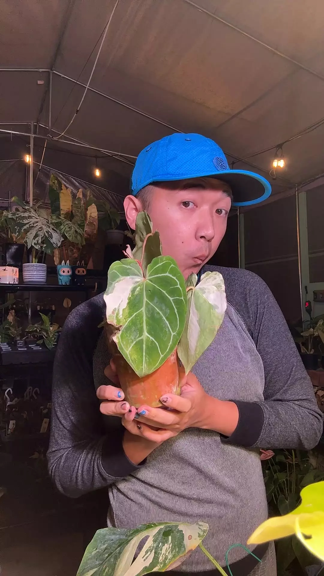 plant/5843 Anthurium Crystal Aurea 3-headed-0