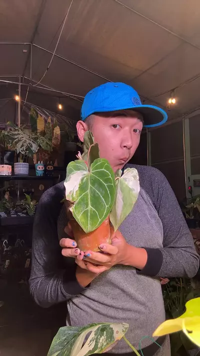 plant/5843 Anthurium Crystal Aurea 3-headed-0-thumbnail