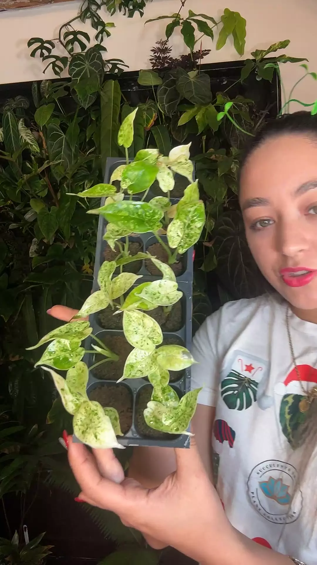 plant/Alocasia dragon scale mint 2”-0