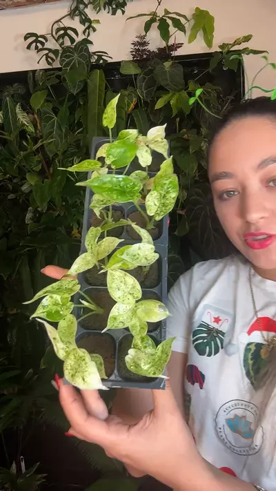 plant/Alocasia dragon scale mint 2”-0-thumbnail