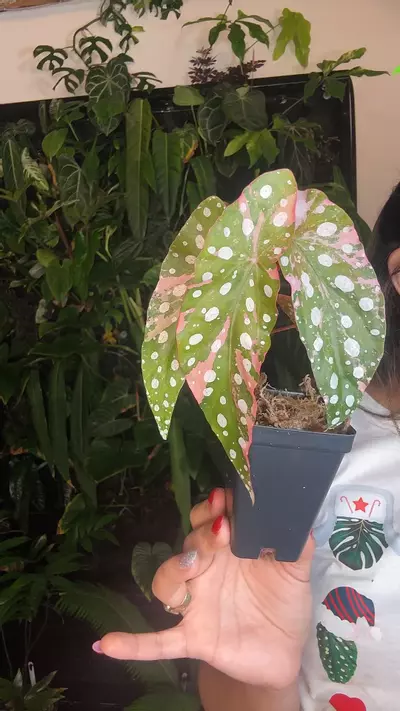 plant/begonia maculatata 1008-0-thumbnail