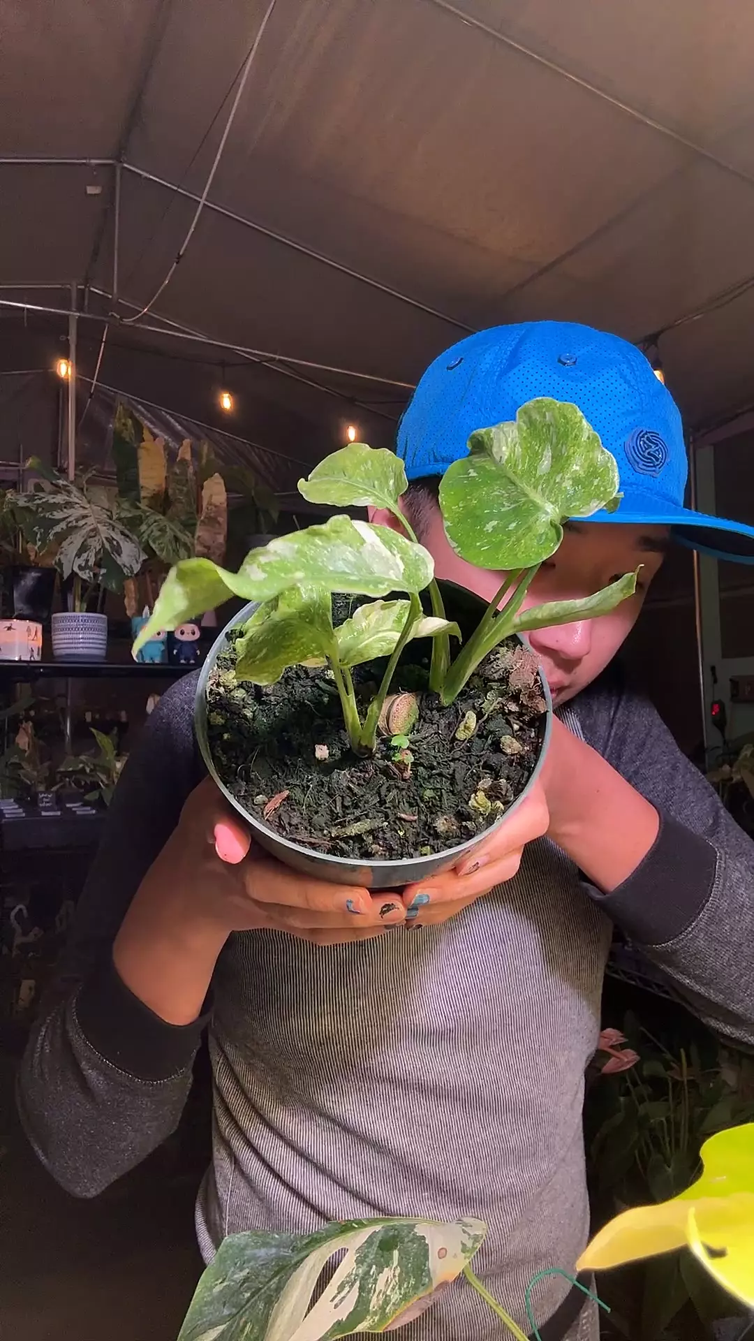 plant/5220 Thai Con Contorta double-0