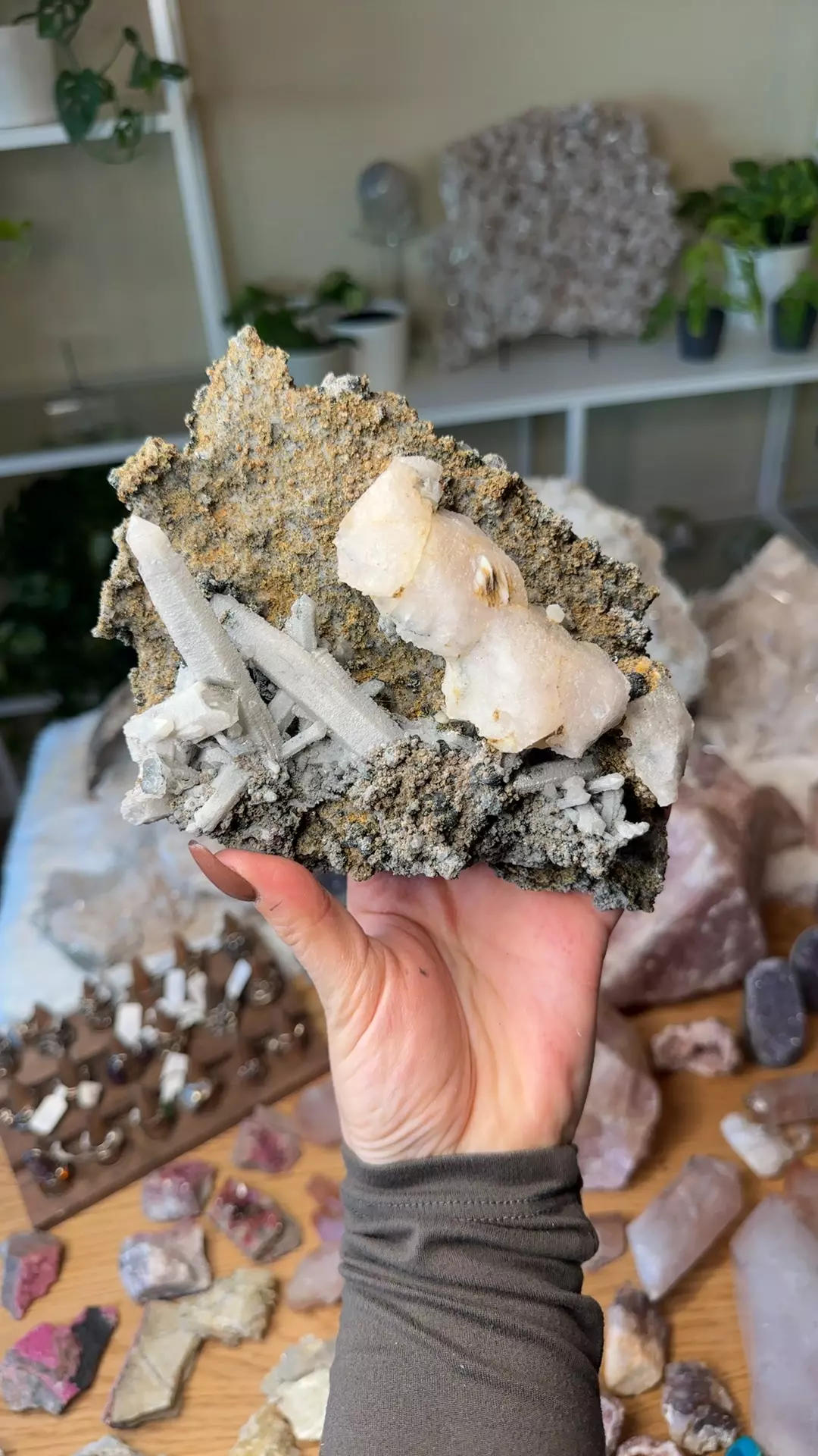 plant/Special Inner Mongolian 450-0