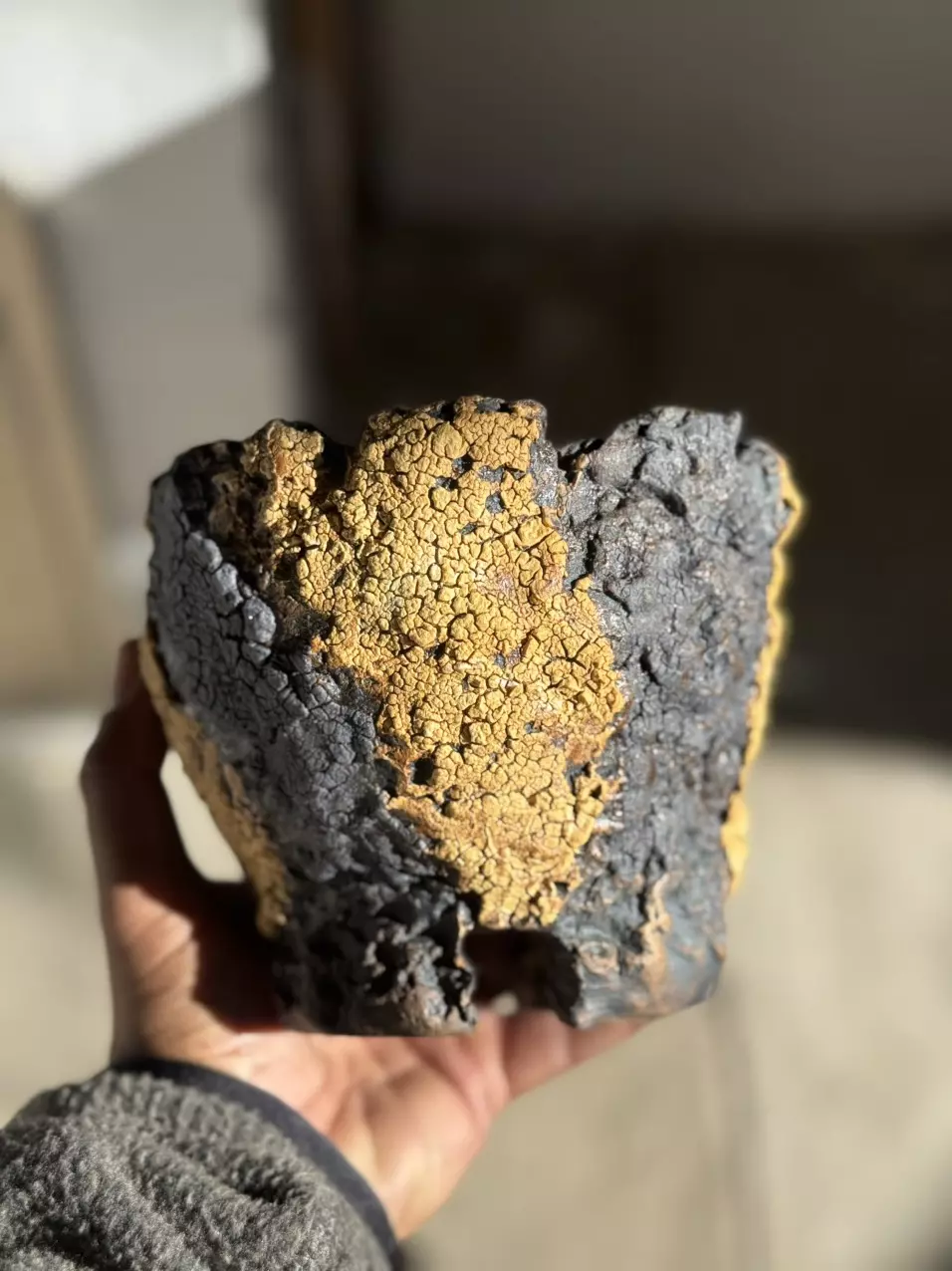 plant/Black and Gold footed 6x5H-0