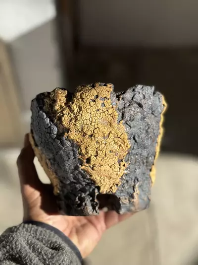 plant/Black and Gold footed 6x5H-0-thumbnail