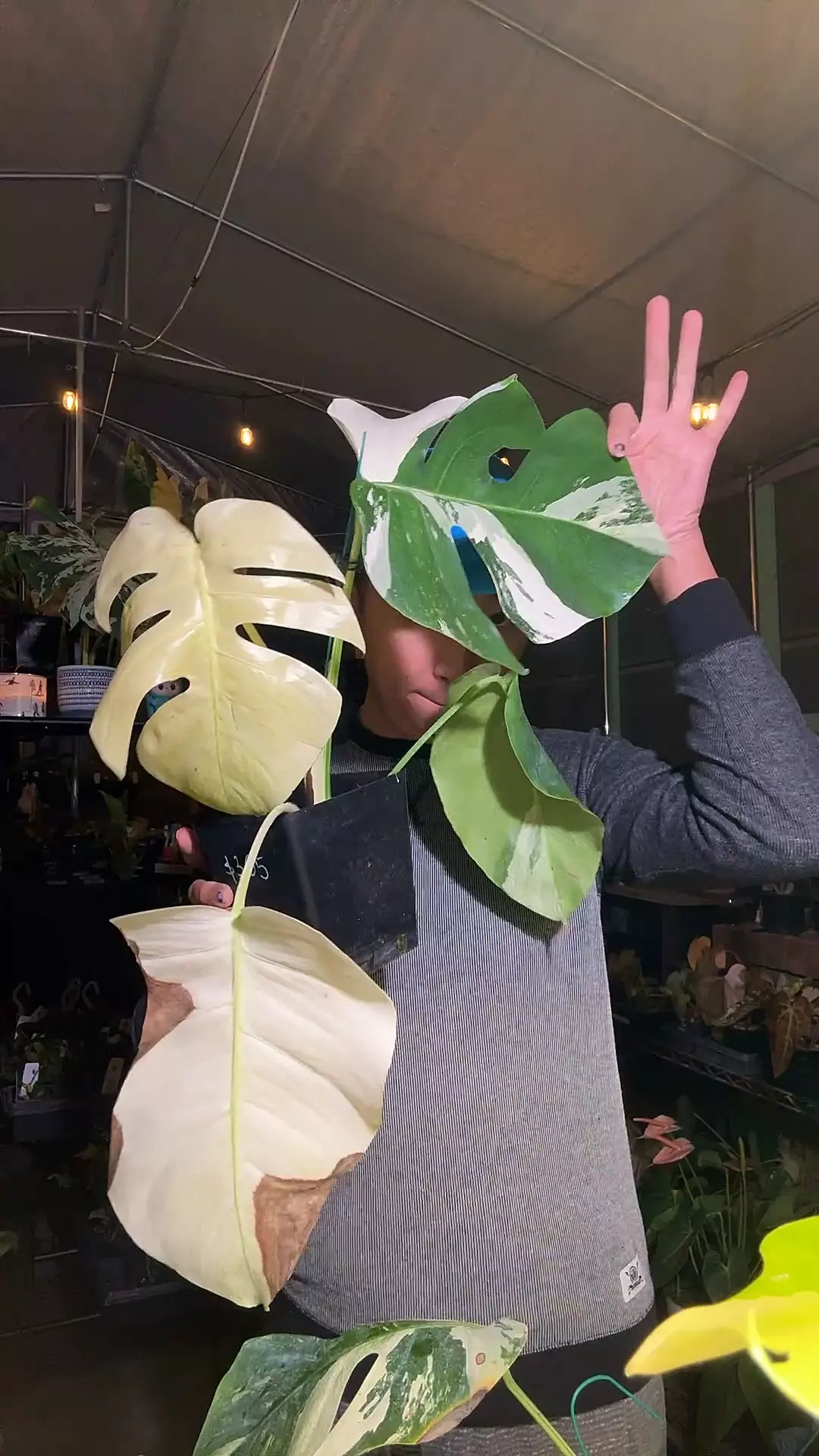 plant/5842 Monstera Jungle Mint-0