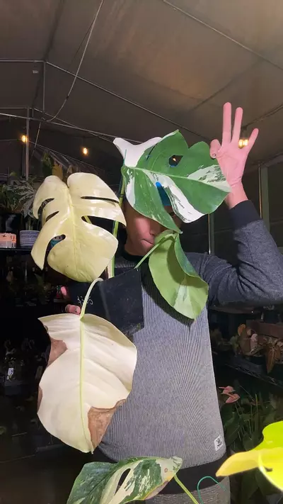 plant/5842 Monstera Jungle Mint-0-thumbnail