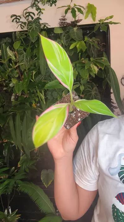 plant/0988 banana musa pink-0-thumbnail