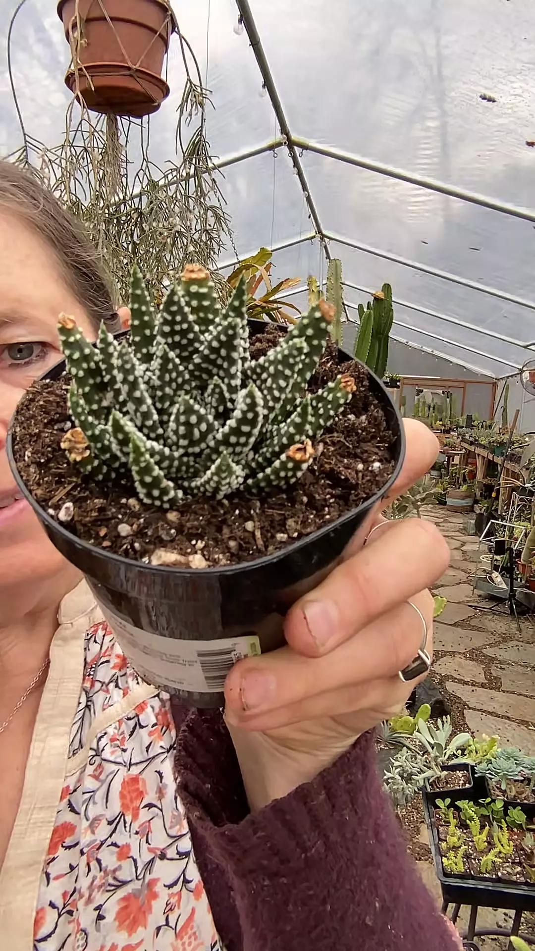 plant/Haworthia Pumila 3”-0