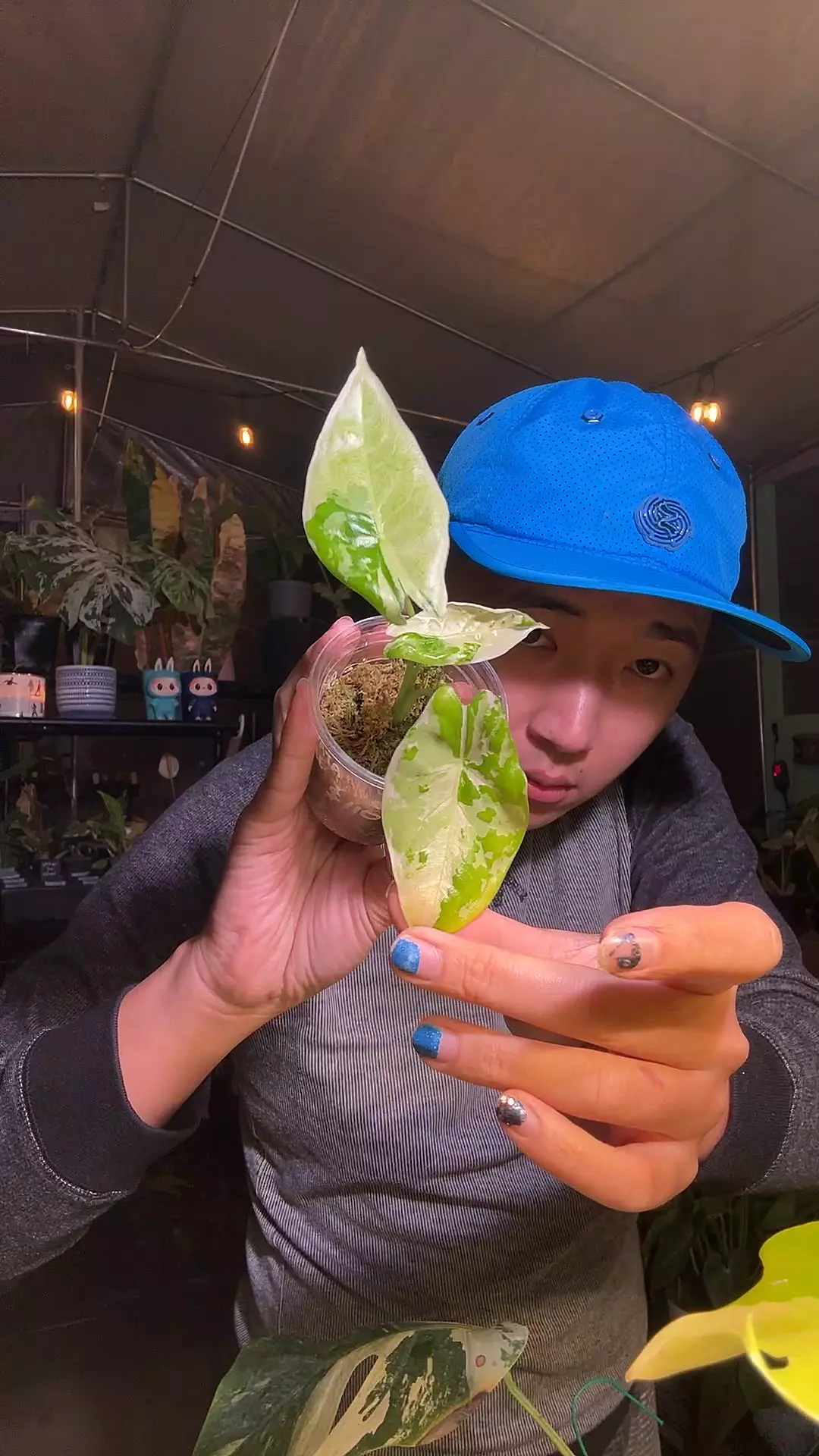 plant/5847 Alo Acuminata albo-0