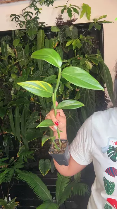 plant/Scindapsus coriaceus 0960-0-thumbnail