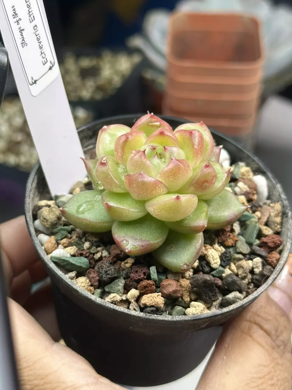 plant/Echeveria Etherial-0