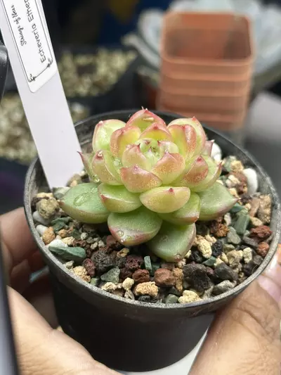 plant/Echeveria Etherial-0-thumbnail