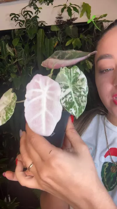 plant/1007 Alocasia pink black velvet-0-thumbnail