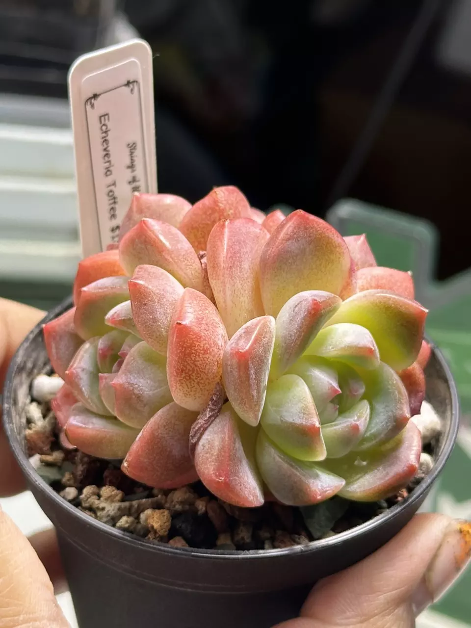 plant/Echeveria Toffee-0