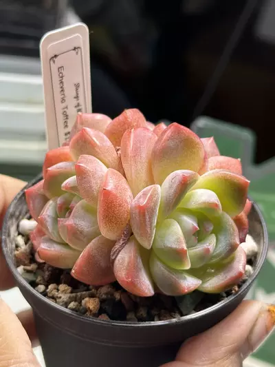 plant/Echeveria Toffee-0-thumbnail