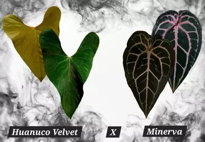 plant/x2 HV x Minerva-0-thumbnail