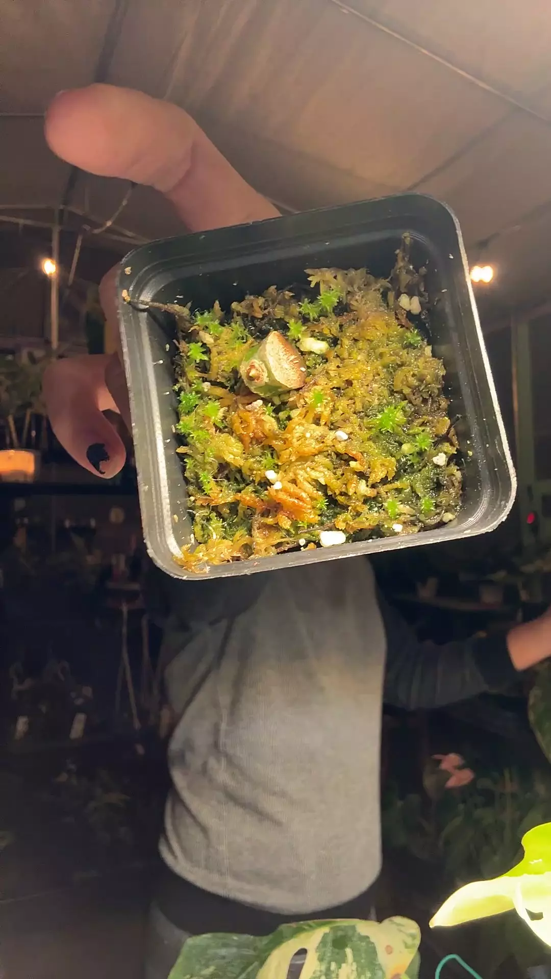 plant/5793 var pap x RL self-0