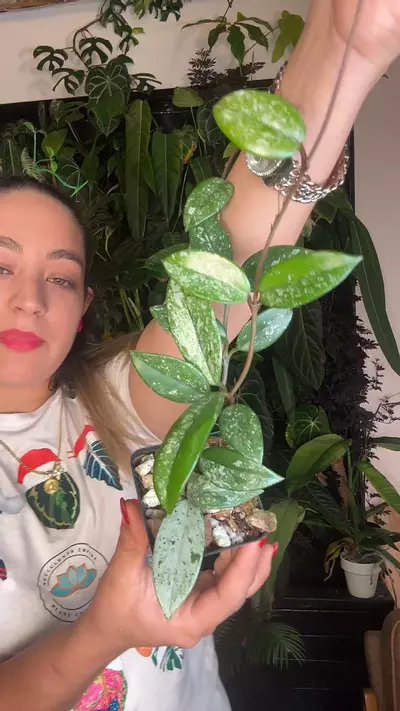 plant/hoya Wilber 0770 graves chine-0-thumbnail