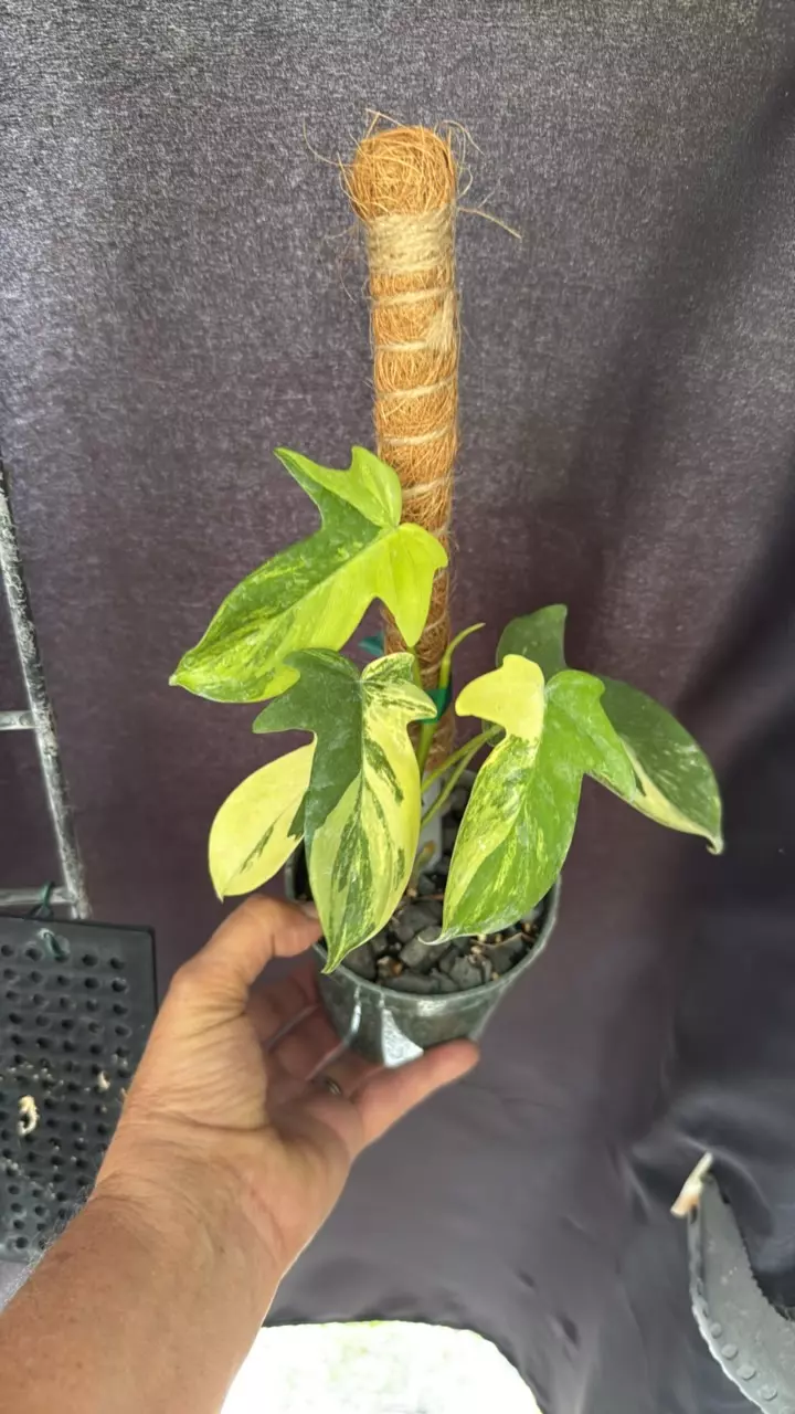 plant/Philodendron pedatum Variegated-0