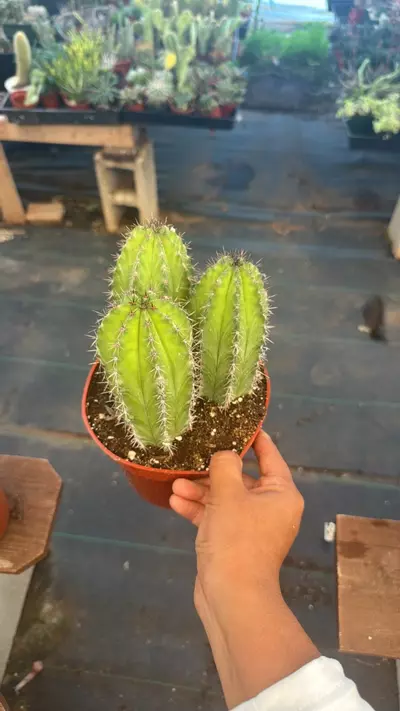 plant/6”-0-thumbnail