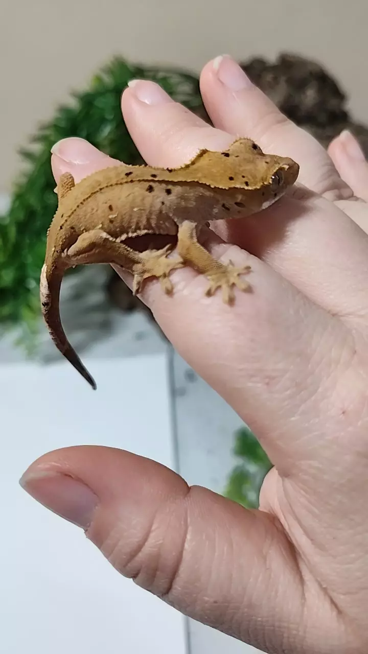 plant/Dottie & Cherry Pan-Ties 05/23/25a-0