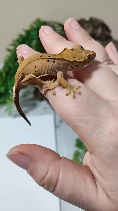 plant/Dottie & Cherry Pan-Ties 05/23/25a-0-thumbnail