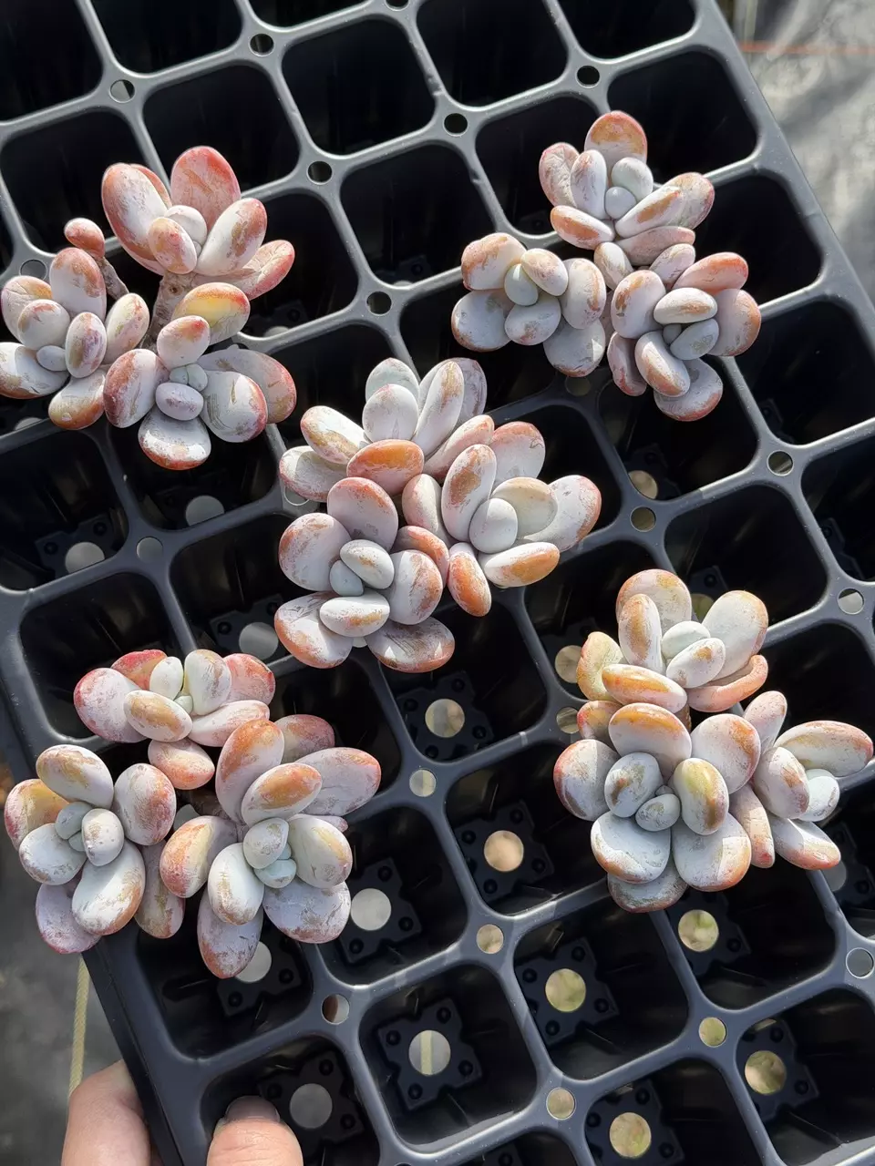 plant/GC-J. Cuicatecana-0