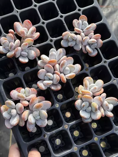 plant/GC-J. Cuicatecana-0-thumbnail