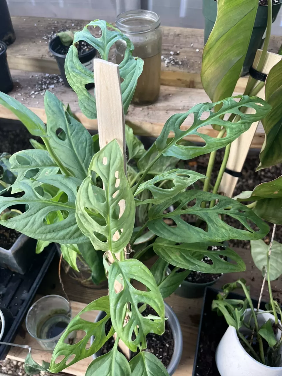 plant/Monstera Adansonii Mint Mother Plant-0