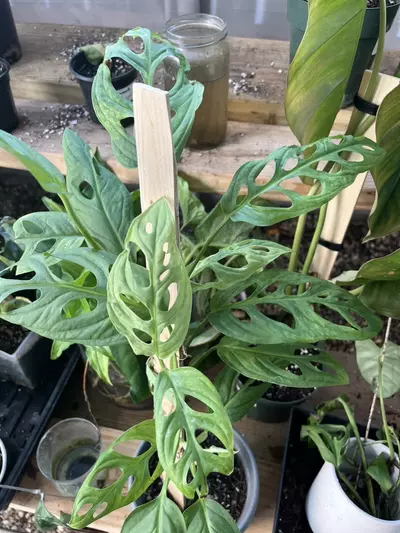 plant/Monstera Adansonii Mint Mother Plant-0-thumbnail