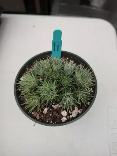 plant/DC Abromeitiella brevifolia 4"-0-thumbnail