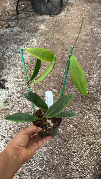 plant/Hoya cf Palawanica 4” pot Gorgeous flowers-0-thumbnail