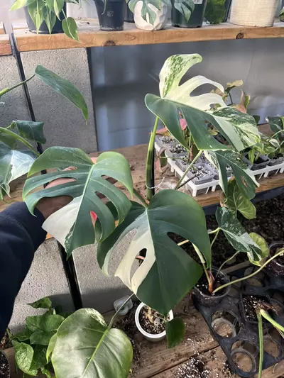 plant/Monstera Albo large-0-thumbnail