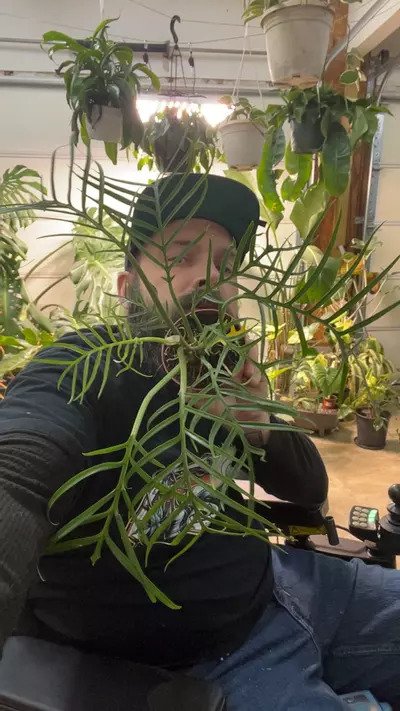 plant/Philo Tortum-0-thumbnail