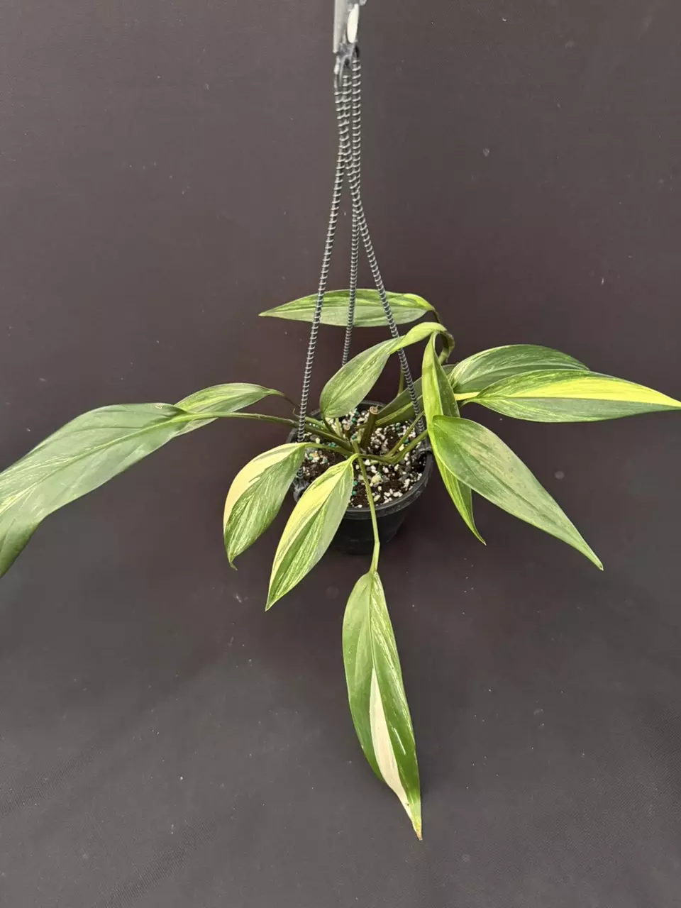 plant/Epipremnum amplissimum Variegated H. Basket-0