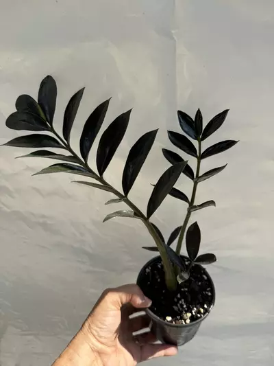 plant/Black Raven ZZ Plant 4” pot-0-thumbnail